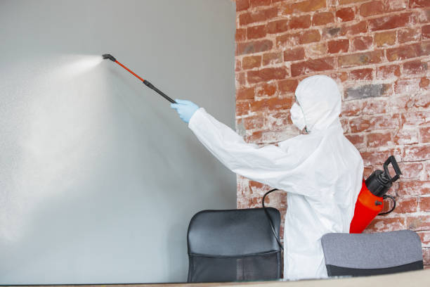 Best Emergency Mold Remediation  in Aitkin, MN